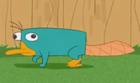 Perry in the backyard.jpg