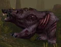 Diseased Grizzly.jpg