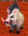 Elder Mottled Boar.jpg