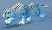 Snow Leopard