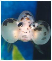 Ojos de burbuja eGoldfish