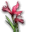 Iris rouge-icône