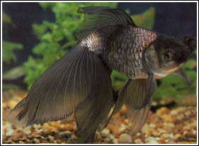 Cola de velo - eGoldfish Cola de velo - eGoldfish