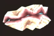Winterfin Clam.jpg