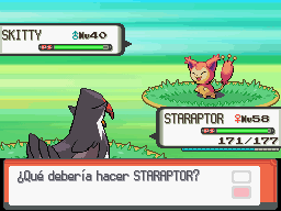 Skitty contra Staraptor