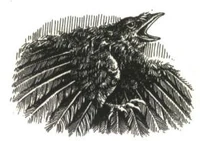 Krakulat.jpg