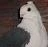 Pigeon user.JPG