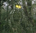 Camoflouge.JPG