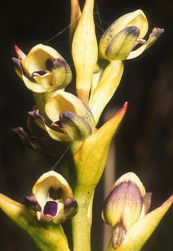 disa orchids