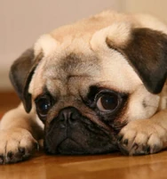 Pug9.jpg