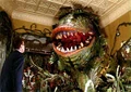 Audrey2