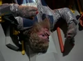 Gav murdered.jpg