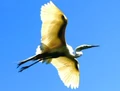 Great egret.jpg