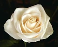 White rose.jpg