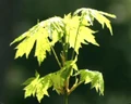 Maple seedling.jpg