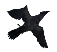 Crow
