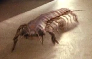 Giant Millipede