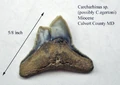 Carcharinus egertoni patho.jpg