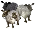 Sheep.png