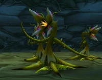 Image of Constrictor Vine