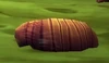 Vile Larva