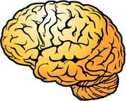 Brain-intro