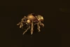 Gold Beetle