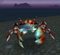Pygmy Surf Crawler.jpg