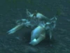 Enraged Reef Crawler