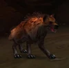 Tamed Hyena