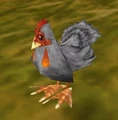 Ancona Chicken.jpg