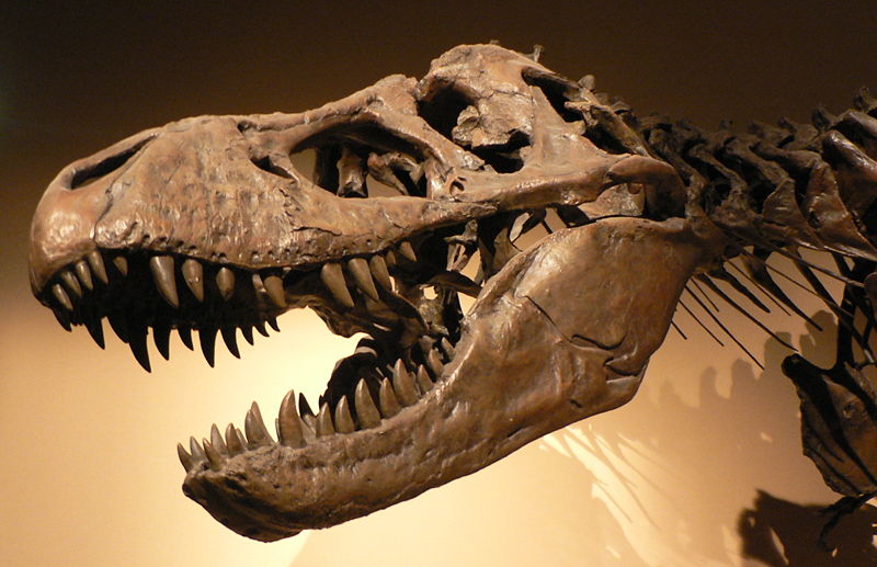 Trex Skull