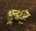 Giant Marsh Frog.jpg