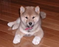 Shiba inu puppy.jpg