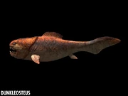 Dunkleosteus closeup.jpg