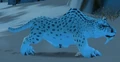 Juvenile Snow Leopard.jpg