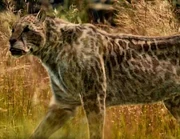 MACA