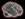 TheBrain