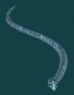 Giant crystal snake-1-.jpg