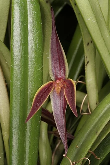 Pleurothallis allenii.jpg