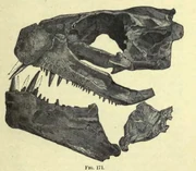 Xiphactin skull