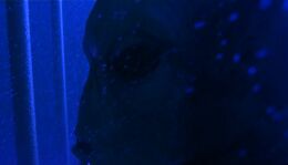 Long-clawed alien underwater