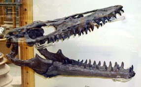 Mosasaur skull2