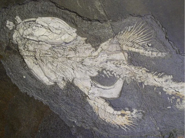 File:Orthacanthus2.JPG