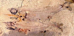 Falcatus falcatus 640.jpg