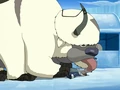 Appa licks Sokka.png