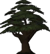 Yew.gif