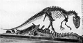 AllosaurusAMNH5753.jpg