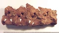 Cretoxyrhina bite marks.jpg