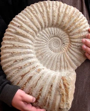 AmmoniteFossil